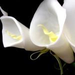 Calla Lilly Flower Soap Wed..
